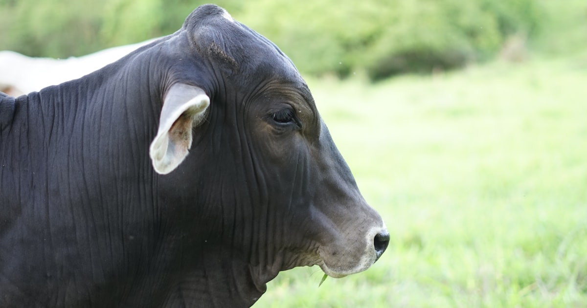 black horse in green grass field during daytime — Clube Prime, Empório Família Rodrigues