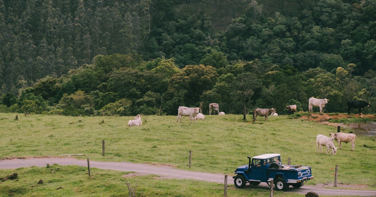 a blue truck driving down a road next to a lush green field — Clube Prime, Empório Família Rodrigues