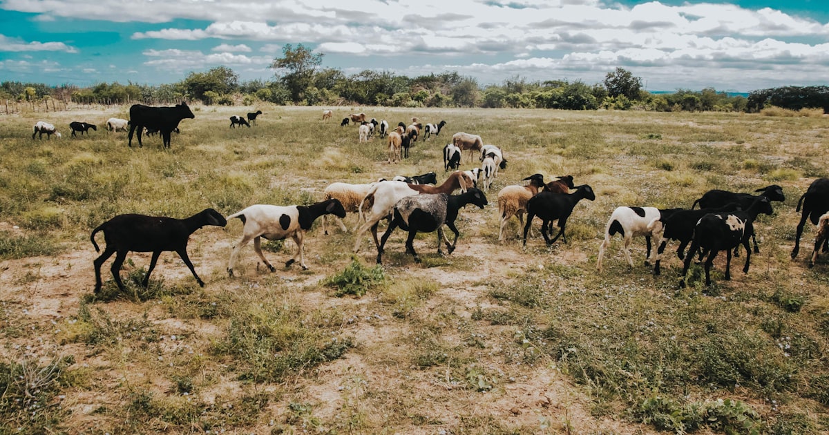 Flock of sheep and goats grazing in a grassy field. — Clube Prime, Empório Família Rodrigues