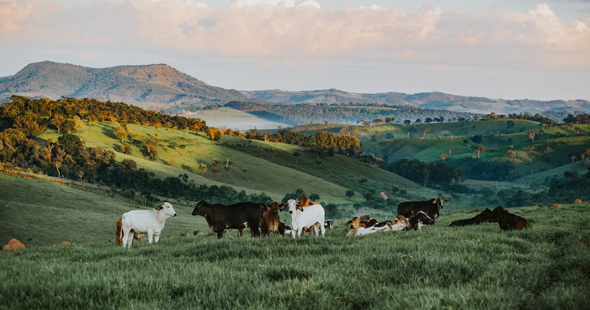 white and brown cows on green field — Clube Prime, Empório Família Rodrigues