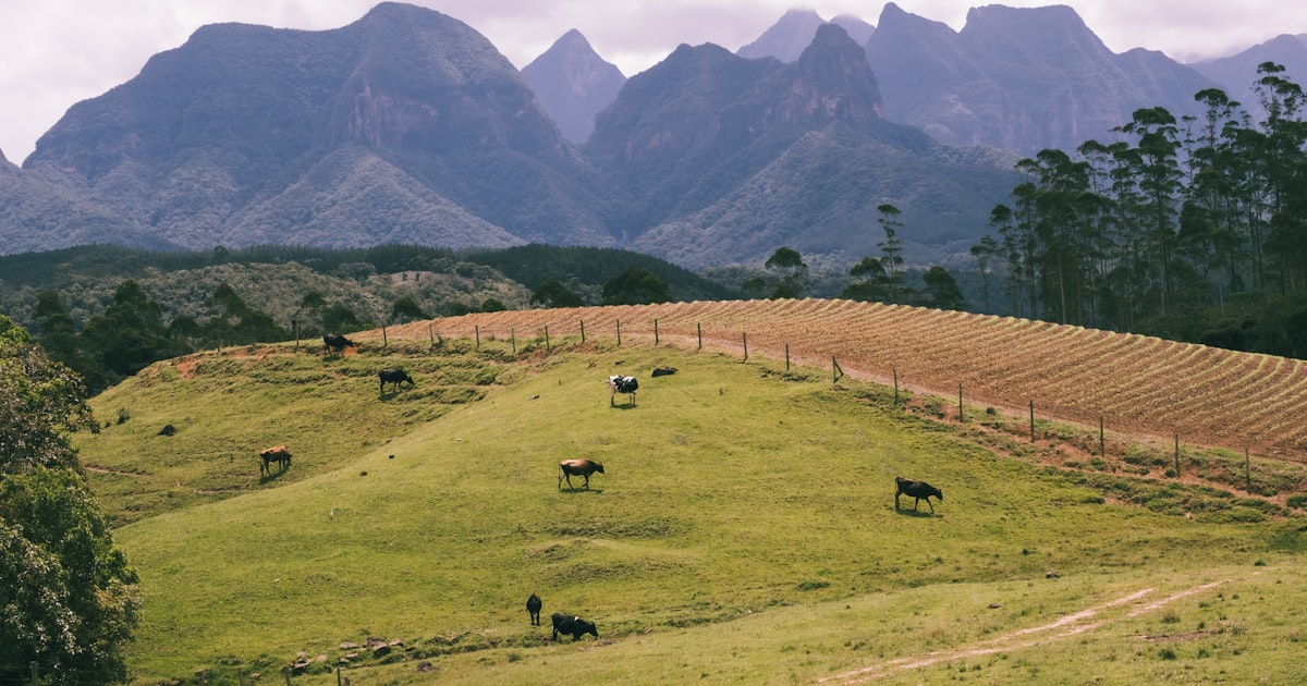 a herd of cattle grazing on a lush green hillside — Clube Prime, Empório Família Rodrigues