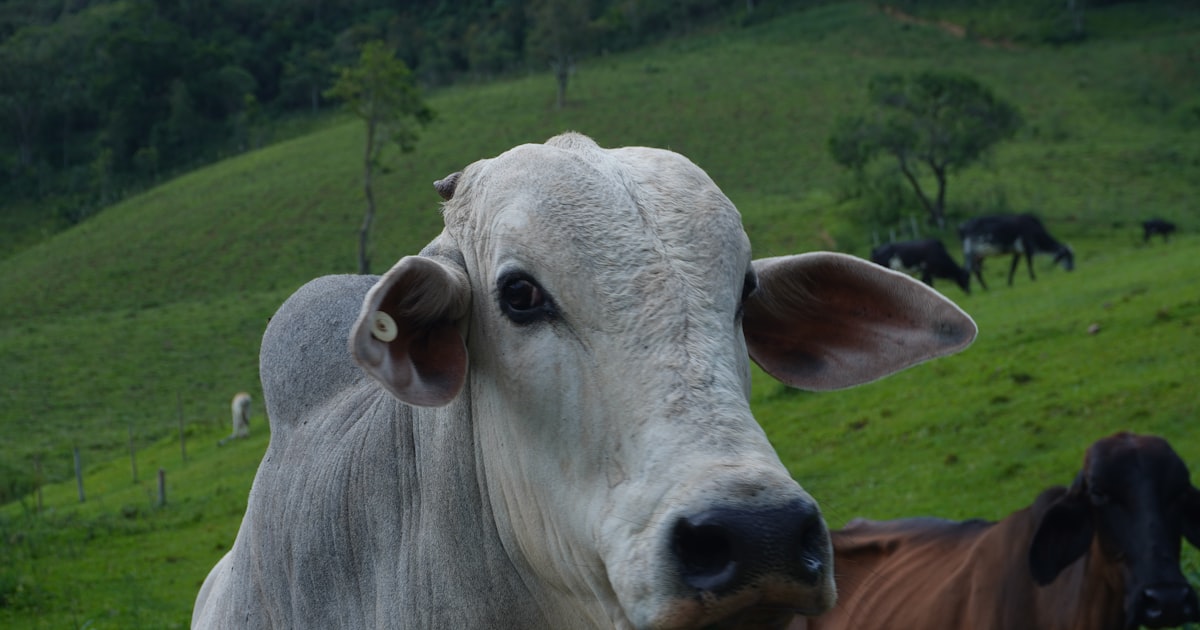 A light-colored cow stands in a green pasture. — Clube Prime, Empório Família Rodrigues