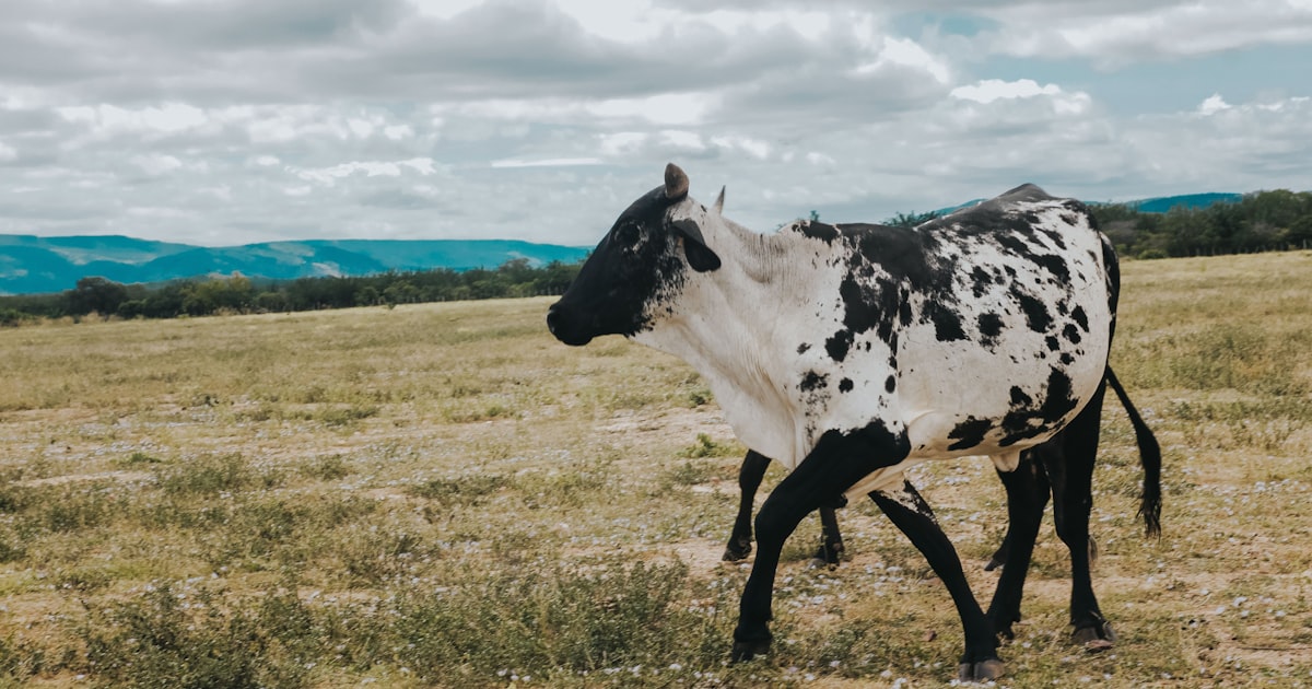 A spotted cow walks across a grassy field — Clube Prime, Empório Família Rodrigues