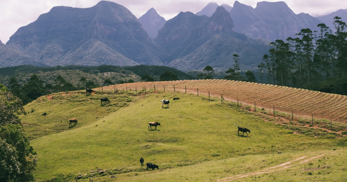 a herd of cattle grazing on a lush green hillside — Clube Prime, Empório Família Rodrigues