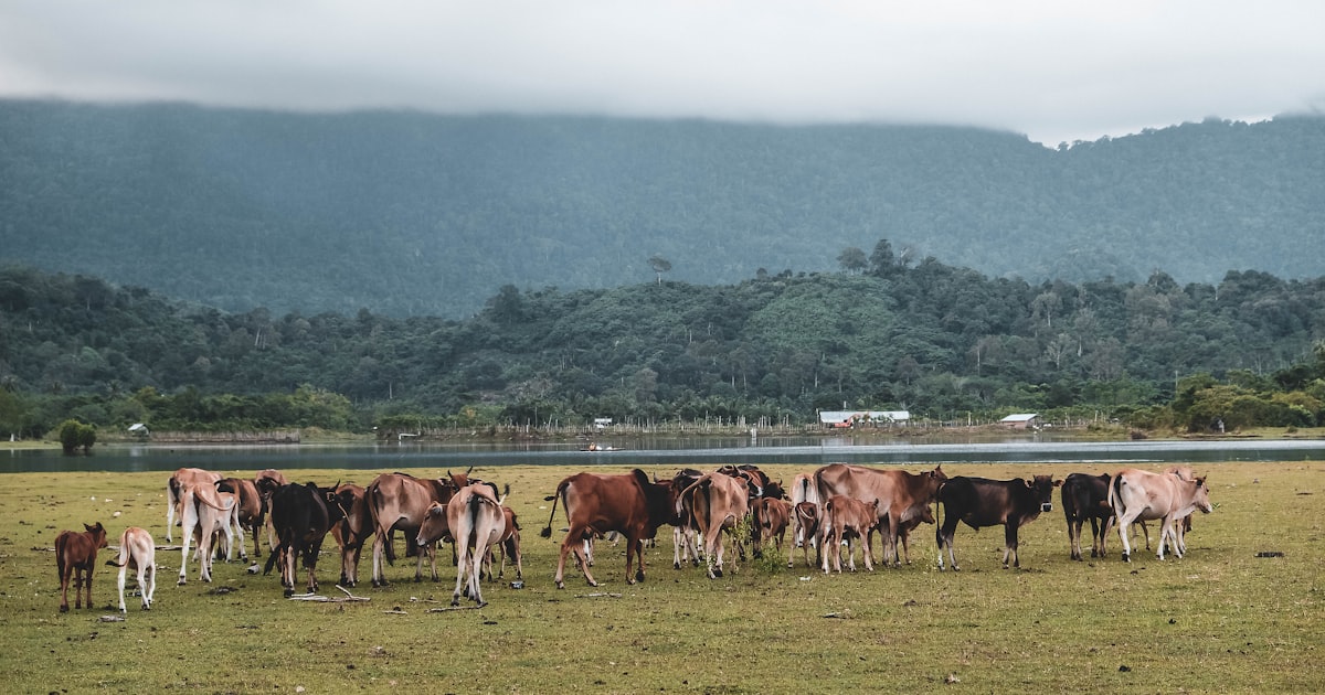 Alta Mogiana: Polo da Carne Premium