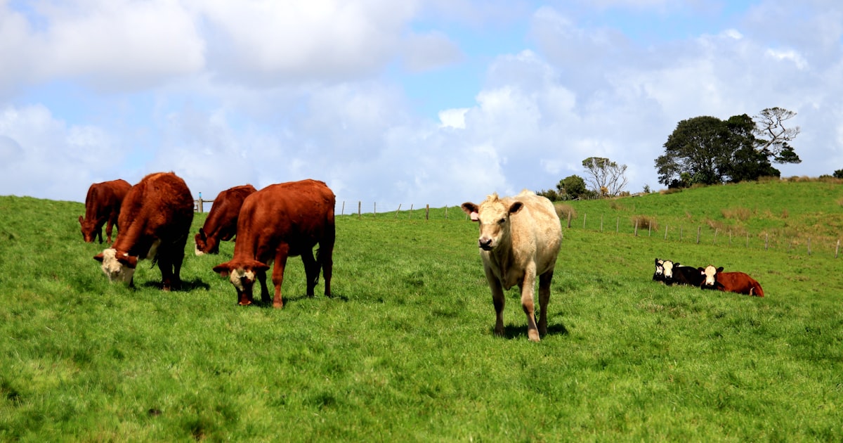 Pasto vs Confinamento: Diferença na Carne