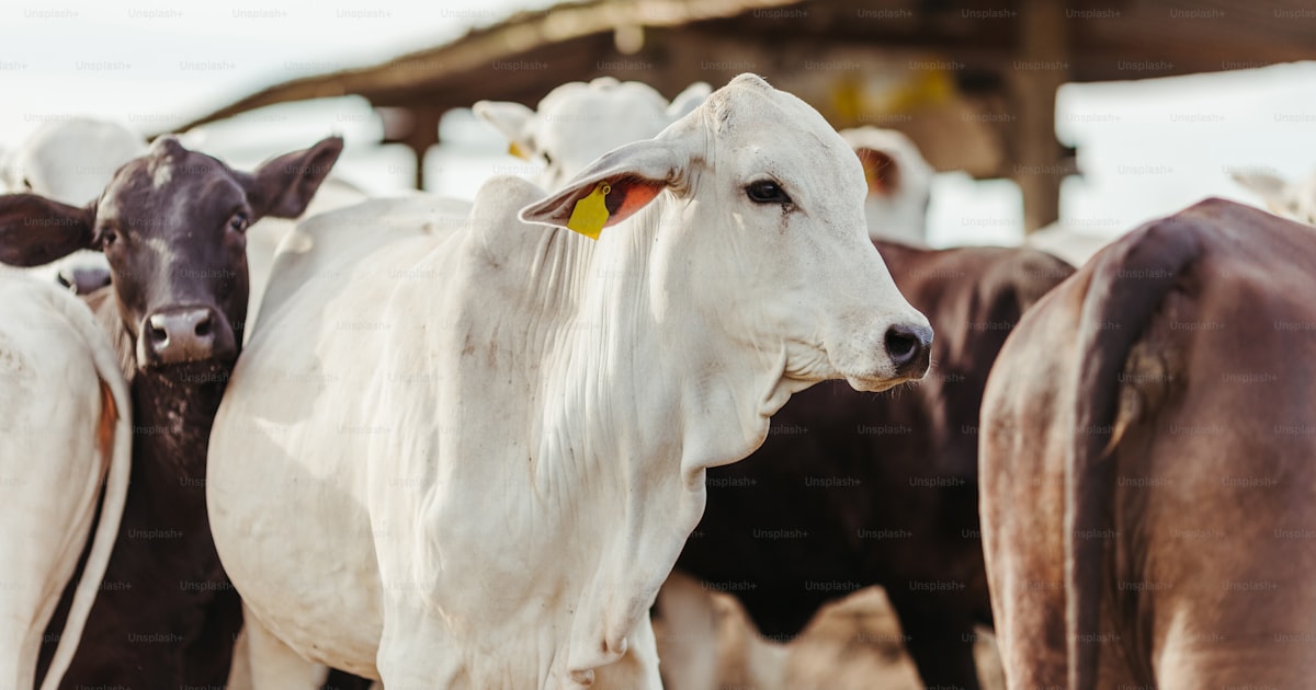 Gado no pasto ao entardecer representando o mercado agro — Clube Prime