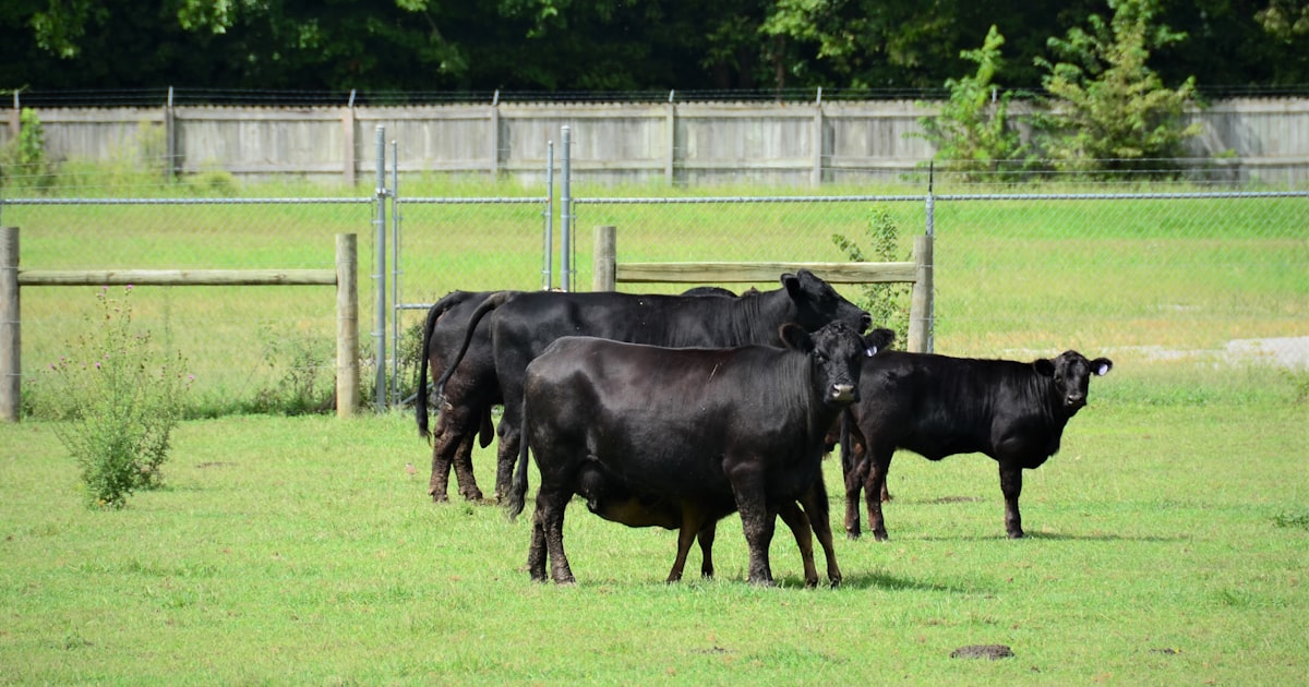 Angus: A Raça do Marmoreio Premium