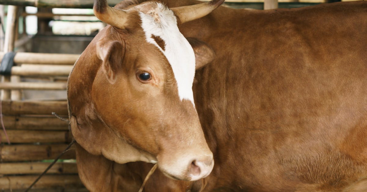 a brown and white cow standing next to a pile of hay — Clube Prime, Empório Família Rodrigues