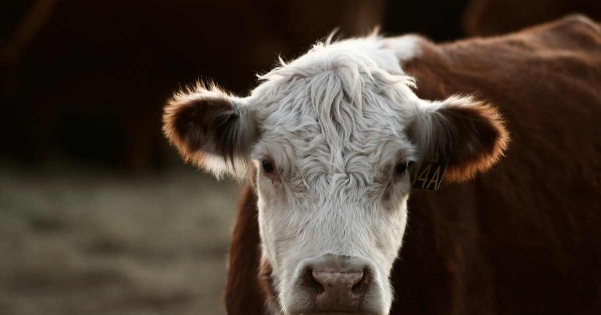 selective focus photography of brown and white cow — Clube Prime, Empório Família Rodrigues