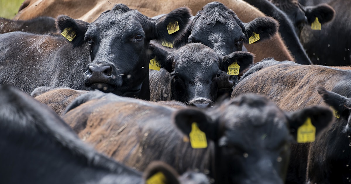 black and brown cows on brown field during daytime — Clube Prime, Empório Família Rodrigues