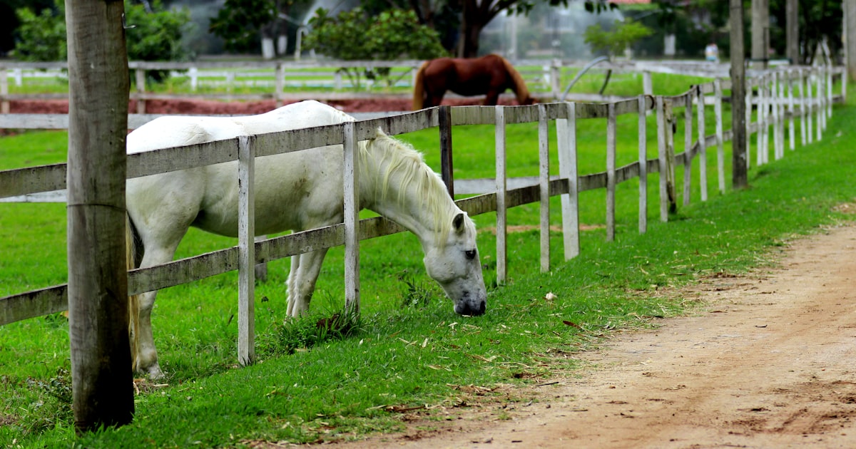 Alta Mogiana: Carne Premium de SP